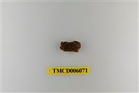 藏品(絨毛仿銀杏蟹)的圖片